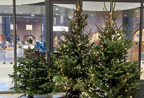 Three Christmas trees. 