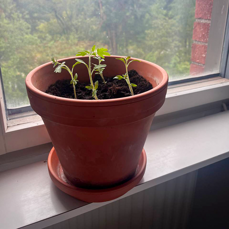 A plant on a windowsill